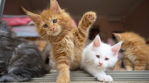 10K views · 1.6K reactions | #Mainecoon Kittens room. | Felis Gallery by Robert Sijka | Facebook