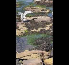 Seagulls mating on rocky beach shore in Northumberland, England, UK