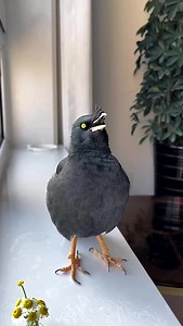 266K views · 3.4K reactions | Amazing! Birds so talented ✨ #talkingbird #pet #birds #animals #birding #會說話的鳥 #birdsbecometheessence #birdsarefine #love #birdwatching #birdsspeak #birdsofinstagram #breakbird #birdssotalented #animal #singbird #commonhillmyna #reelsfb | Daily Birds | Facebook