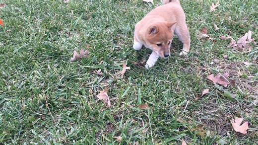 Shiba Inu puppy for sale