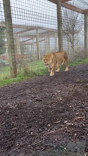 Rare Close-Up Footage of Lionesses Chobe and Kariba's Daily Calls