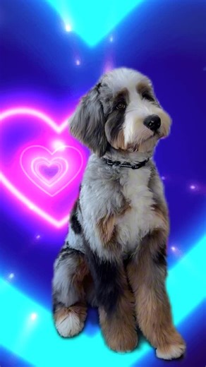 Truffle on Instagram: "Hi, I’m Truffle Costa, and you’re watching Disney Channel 💕 . #doglove #doglife #doodle #funnydog #disney"