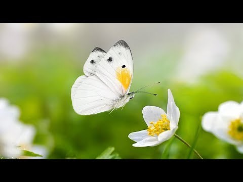 2 hours of Peaceful music, Relaxing music, Instrumental music "Summer Meadows" by Tim Janis