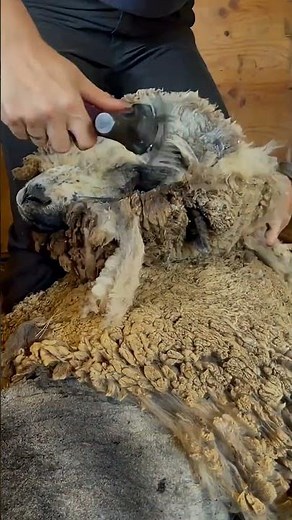 How The Sheep Are Slaughtered 🐑