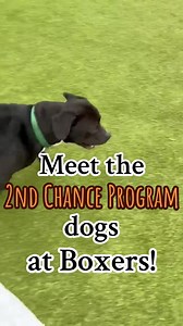 29 reactions · 16 shares | The Boxers Second Chance Program gives shelter dogs a greater chance at being adopted by their forever family! The staff at Brat Pack work on basic obedience, giving lots of love, and teaching patience! Both Shorty and Chase are available for adoption through the Humane Society of Parkersburg! Schedule your meet and greet today! | Boxers Bed and Biscuits | Facebook