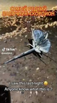 The Rarest Scorpion Stick Insect #interesting #insects