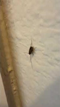 American cockroach, baby 3