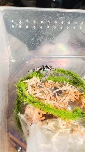 11K views · 548 reactions | Don’t forget! Sunday 10/26 Washington County Reptile Show Washington County Fairgrounds 7313 Sharpsburg Pike, Boonsboro, MD 21713 10am - 3 pm Come get your spiders and mantises  | Ophelia, the monster | Facebook