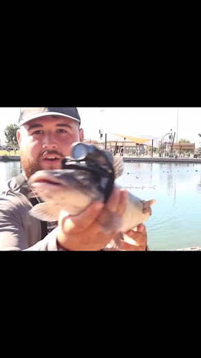 1.4M views · 6K reactions | Strapping a Camera on a Catfish! #fishing #catfish #underwater #caneraonafish | Thefishinmagician2.0 | Facebook
