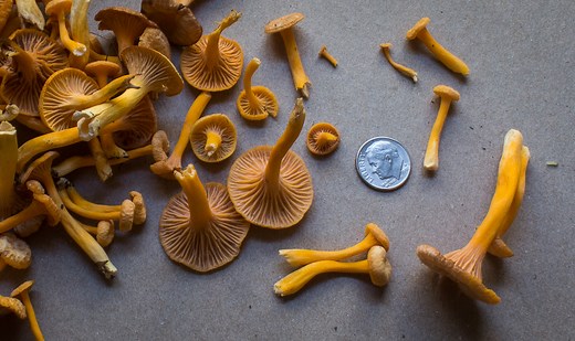 Yellowfoot Chanterelles