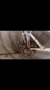 1.1K views | Cold press oil mil machine | sarso oil mil machine  +91 90985 87992 | Punjab Engineering Corporation | Facebook