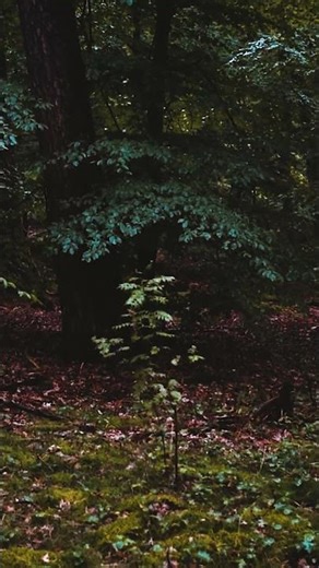 Forest Ambience Walk – Drizzle, Owl, Deer & Raven call in the Distance ASMR 1_6