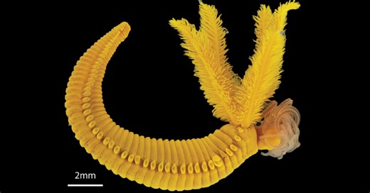 This Golden Worm Fights Poison With Poison