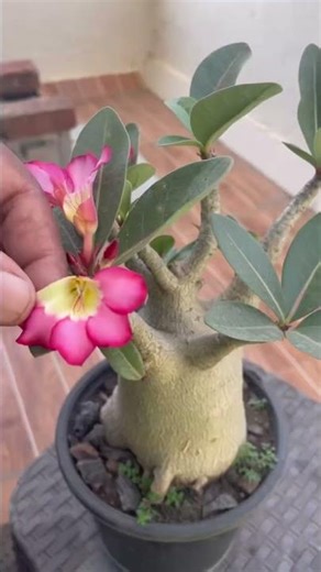 Adenium में Seed Pod क्यों नहीं बनती? | Hand Pollination Step-by-Step
