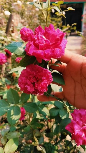Rose plant caring tips # #gardening 👍 #motivation #trueline