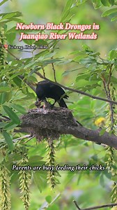 158K views · 2.4K reactions |  Beautiful New Life at the Wetlands ...