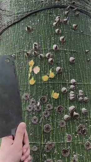 Kapok Tree Defensive Spikes