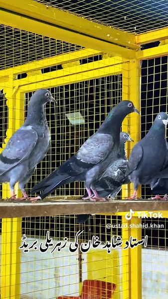 Ustad Shahid Khan (@ustad.shahid.khan)’s videos with original sound - oyricsedit