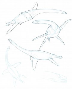 Gabriel U illustrations on Instagram: "Studies on the original plesiosaur, Plesiosaurus dolichodeirus from Early Jurassic Europe These quick study sketches are super useful for me to think of the animal in different positions and different range of motion. I usually incorporate that in future illustrations. The full video of how I created these sketches is available exclusively for patrons (link in profile)"