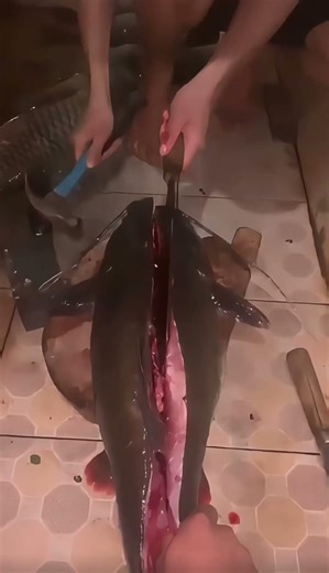 Giant Mekong Catfish #fishing #fish