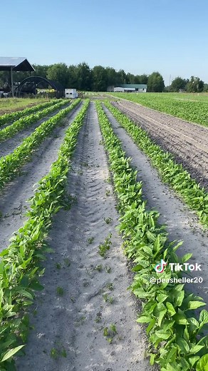 Purple Hull Peas!!!#gardnersfreshproduce #peas