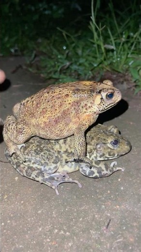 Funny Frog & Toad Jumps – Try Not to Laugh!