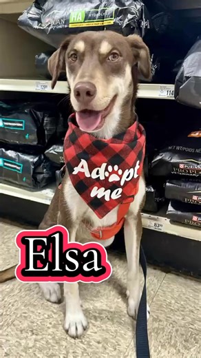 3.3K views · 77 reactions | ✨ Meet Elsa — a 3-year-old husky mix with...