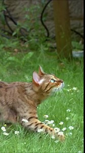 242K views · 1.5K reactions |  Explore the chilling truths in 'The Devil We Know' documentary as it takes you on a journey through the devil's domain! #TheDevilWeKnow  | MagellanTV | Facebook