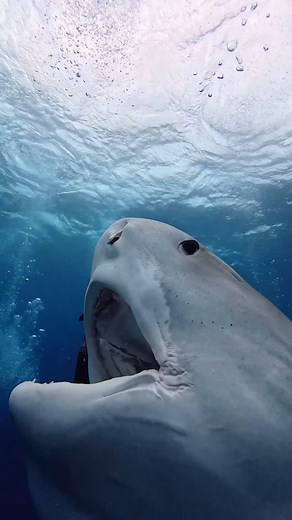 Josh Schellenberg on Instagram: "Feeding time with Djenny the tiger shark 🦈🐟 She may be a fierce predator, but she sure does love her fish! #TigerShark #FeedingTime #OceanLife Shot on @insta360 Ace Pro #insta360 #insta360diving #100kmoments"