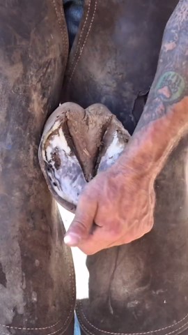A full farrier hoof restoration