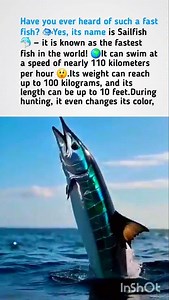Fastest Fish in the World🌍 Sailfish🐬 #sailfish #naturefacts #nature #wildlife #shorts