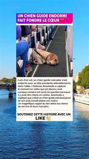 Le chien guide s’endort dans l’avion… et tout le monde est touché ❤️🐕 #chien