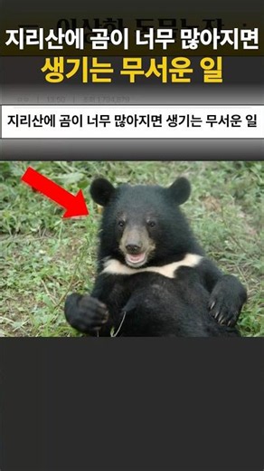 The Terrifying Consequences of Having Too Many Bears in Jirisan