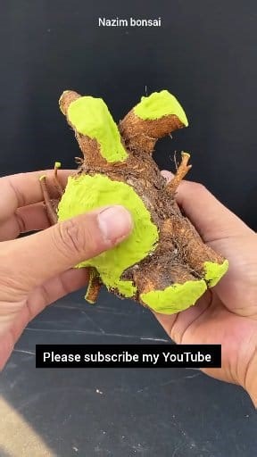 Elm tree planting. #elm #bonsai_material #rawstakeplanting | Nazim's Bonsai