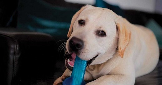10 Reasons Why Labradors are the Best Dogs Ever - My Dog's Name