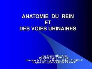 ANATOMIE DU REIN ET DES VOIES URINAIRES - SlideServe