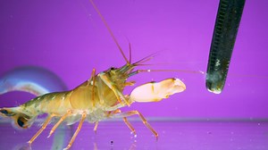 2.3K views · 21 reactions | Ever been snorkeling and hear a nearly...