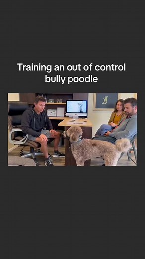 Training an Out of Control Bully Poodle | Dog Training Tips