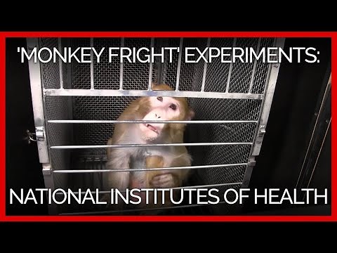 PETA Exposes NIH: Monkeys Tormented in Fear Experiments