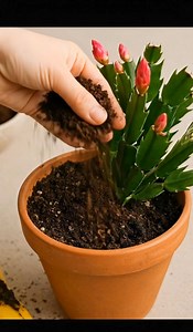 The simple secret to making your Christmas cactus bloom. What does it need for a lush bloom? | Easy Recipes