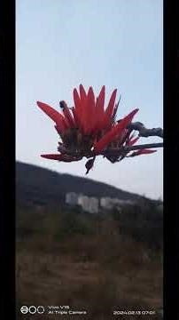 The Red Flower Collection: A Garden Dream Come True