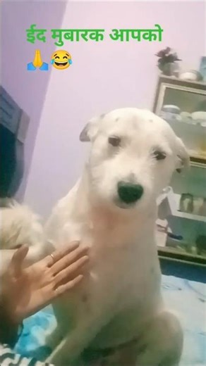 🤲🙏😂#shorts #shortfeed #virslshorts #doglove #dog