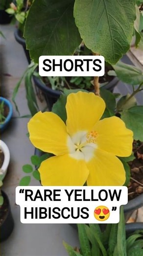 This Yellow Hibiscus is Absolutely Stunning 🌼 #gardening #bloom