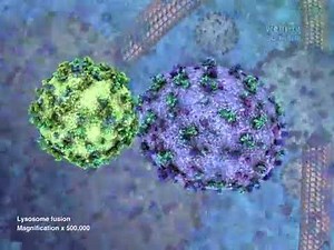 lysosome 3d animation and function