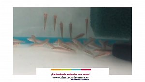 Chupa algas 4.5cm. Gyrinocheilus aymonieri NZ-ES450810000060 Encuentralos en nuestra web www.dnatecosistemas.es o en el link https://www.dnatecosistemas.es/tienda-peces-agua-dulce-y-fria-y-marino/peces-agua-dulce/Chupaalgas%20y%20afines/oferta-venta-chupa-algas-4.5cm-gyrinocheilus-aymonieri-tienda-peces-tropicales-baratos-con-envio-venta-peces-bonitos-por-internet-tienda-mascotas-rebajas-peces-online.html | DNATecosistemas | Facebook