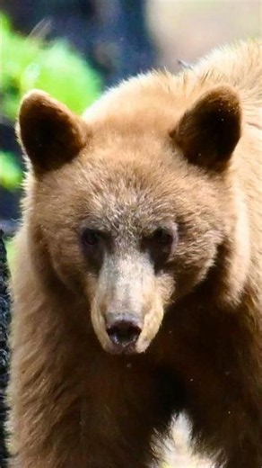 A bear locked eyes with me at 100 yards... #stormcamping #bearencounter