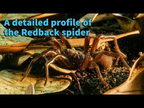 🌍 Nature Documentary | A detailed profile of the Redback spider