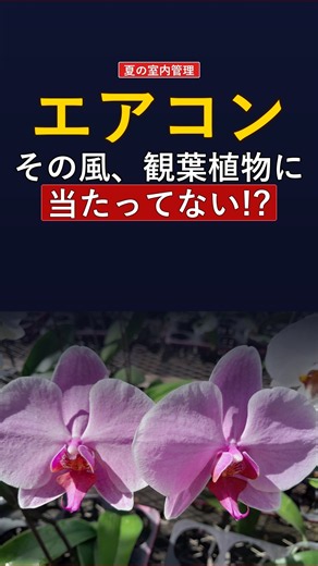 エアコンの風で植物が枯れる理由 #観葉植物 #エアコン対策 #植物が枯れる理由 #室内栽培 #夏越し #置き場所 #園芸初心者 #グリーンライフ #植物の育て方 #猛暑対策 #インテリアグリーン