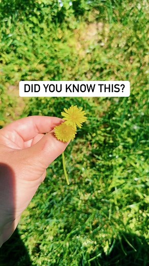 47K views · 563 reactions | Curling dandelions! Such a fun one to try 殺 #spring #experiments | Kids Craft Barn | Facebook