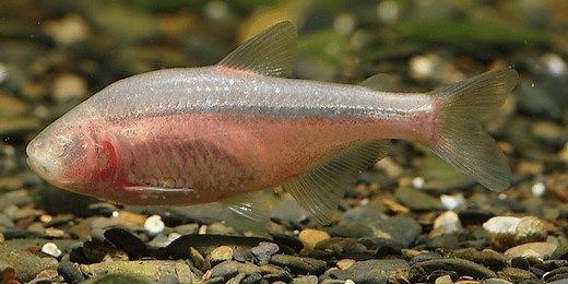 Blind Cave Tetra: Care Guide, Breeding, Tank Size & Disease